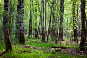 Tous les possibles de la forêt avec le GIP du futur Parc National